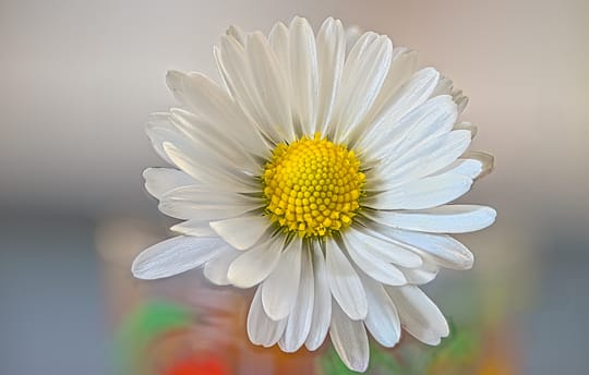 Bellis perennis