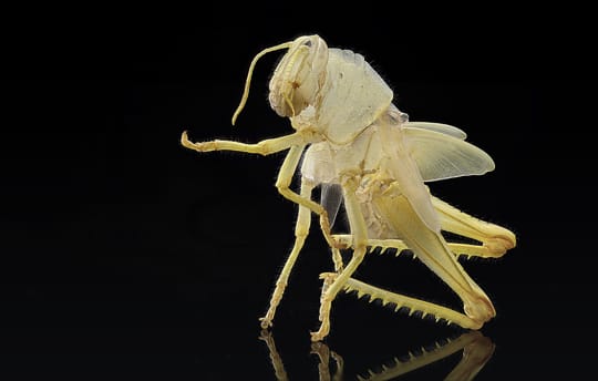 Haut einer Heuschrecke