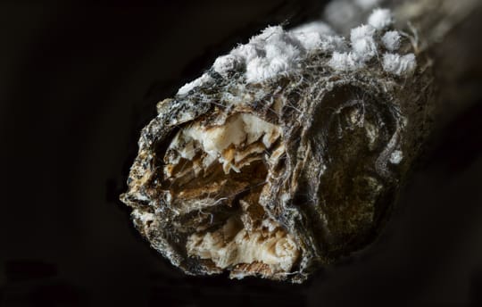 Weisser Wollrindenpilz