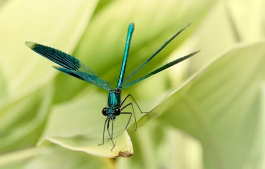 gebänderte Prachtlibelle