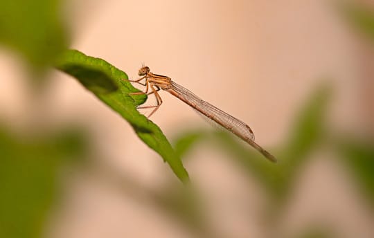 Gemeine Becherjungfer